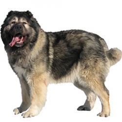 Caucasian Mountain Shepherd Dog