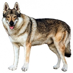 Czechoslovakian Vlcak Dog