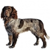 https://www.americanbreeder.com/images/com_adsmanager/categories/5408cat_t.jpg