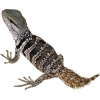 https://www.americanbreeder.com/images/com_adsmanager/categories/540cat_t.jpg