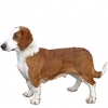 https://www.americanbreeder.com/images/com_adsmanager/categories/5410cat_t.jpg