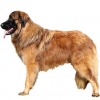 https://www.americanbreeder.com/images/com_adsmanager/categories/5411cat_t.jpg