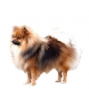 https://www.americanbreeder.com/images/com_adsmanager/categories/5415cat_t.jpg