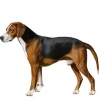 https://www.americanbreeder.com/images/com_adsmanager/categories/5416cat_t.jpg
