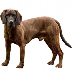 Hanoverian Scenthound Dog