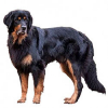 https://www.americanbreeder.com/images/com_adsmanager/categories/5419cat_t.jpg