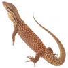 https://www.americanbreeder.com/images/com_adsmanager/categories/541cat_t.jpg