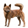 https://www.americanbreeder.com/images/com_adsmanager/categories/5425cat_t.jpg
