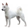 https://www.americanbreeder.com/images/com_adsmanager/categories/5427cat_t.jpg