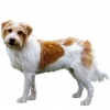 https://www.americanbreeder.com/images/com_adsmanager/categories/5428cat_t.jpg