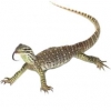 https://www.americanbreeder.com/images/com_adsmanager/categories/542cat_t.jpg