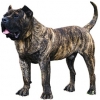https://www.americanbreeder.com/images/com_adsmanager/categories/5431cat_t.jpg