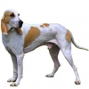 https://www.americanbreeder.com/images/com_adsmanager/categories/5432cat_t.jpg
