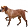 https://www.americanbreeder.com/images/com_adsmanager/categories/5433cat_t.jpg