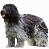 https://www.americanbreeder.com/images/com_adsmanager/categories/5440cat_t.jpg