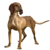 https://www.americanbreeder.com/images/com_adsmanager/categories/5441cat_t.jpg