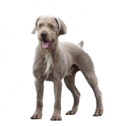 Slovakian Wirehaired Pointer Dog