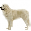 https://www.americanbreeder.com/images/com_adsmanager/categories/5444cat_t.jpg