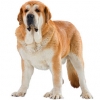 https://www.americanbreeder.com/images/com_adsmanager/categories/5447cat_t.jpg