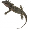https://www.americanbreeder.com/images/com_adsmanager/categories/544cat_t.jpg