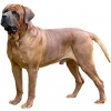 https://www.americanbreeder.com/images/com_adsmanager/categories/5453cat_t.jpg