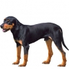 https://www.americanbreeder.com/images/com_adsmanager/categories/5454cat_t.jpg