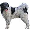 https://www.americanbreeder.com/images/com_adsmanager/categories/5456cat_t.jpg