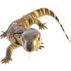 https://www.americanbreeder.com/images/com_adsmanager/categories/546cat_t.jpg