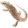 https://www.americanbreeder.com/images/com_adsmanager/categories/554cat_t.jpg