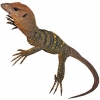 https://www.americanbreeder.com/images/com_adsmanager/categories/555cat_t.jpg