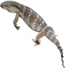 https://www.americanbreeder.com/images/com_adsmanager/categories/558cat_t.jpg