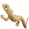 https://www.americanbreeder.com/images/com_adsmanager/categories/559cat_t.jpg