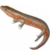 https://www.americanbreeder.com/images/com_adsmanager/categories/560cat_t.jpg