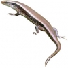 https://www.americanbreeder.com/images/com_adsmanager/categories/561cat_t.jpg