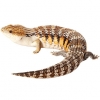 https://www.americanbreeder.com/images/com_adsmanager/categories/563cat_t.jpg