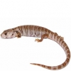 https://www.americanbreeder.com/images/com_adsmanager/categories/565cat_t.jpg