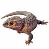 https://www.americanbreeder.com/images/com_adsmanager/categories/566cat_t.jpg