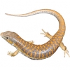 https://www.americanbreeder.com/images/com_adsmanager/categories/567cat_t.jpg