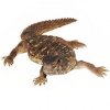 https://www.americanbreeder.com/images/com_adsmanager/categories/569cat_t.jpg