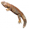 https://www.americanbreeder.com/images/com_adsmanager/categories/571cat_t.jpg