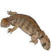 https://www.americanbreeder.com/images/com_adsmanager/categories/573cat_t.jpg