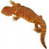 https://www.americanbreeder.com/images/com_adsmanager/categories/576cat_t.jpg