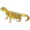 https://www.americanbreeder.com/images/com_adsmanager/categories/577cat_t.jpg