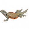 https://www.americanbreeder.com/images/com_adsmanager/categories/578cat_t.jpg