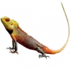 https://www.americanbreeder.com/images/com_adsmanager/categories/579cat_t.jpg