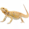 https://www.americanbreeder.com/images/com_adsmanager/categories/5806cat_t.jpg