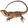 https://www.americanbreeder.com/images/com_adsmanager/categories/5809cat_t.jpg