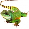 https://www.americanbreeder.com/images/com_adsmanager/categories/580cat_t.jpg