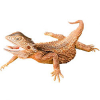 https://www.americanbreeder.com/images/com_adsmanager/categories/5811cat_t.jpg