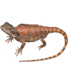 https://www.americanbreeder.com/images/com_adsmanager/categories/5813cat_t.jpg